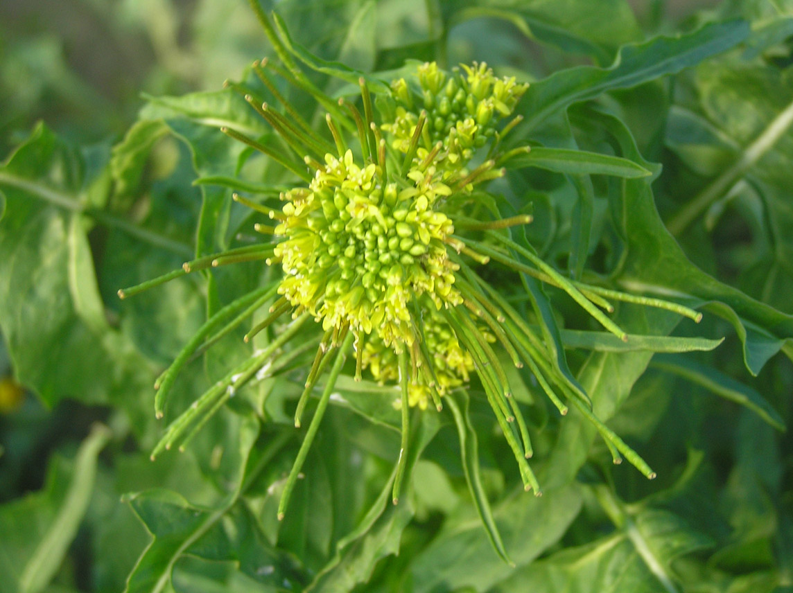 Sisymbrium irio / Erba cornacchia irida